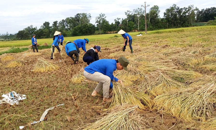 Giữa ngày mùa, cùng gặt lúa giúp đỡ gia đình có hoàn cảnh khó khăn