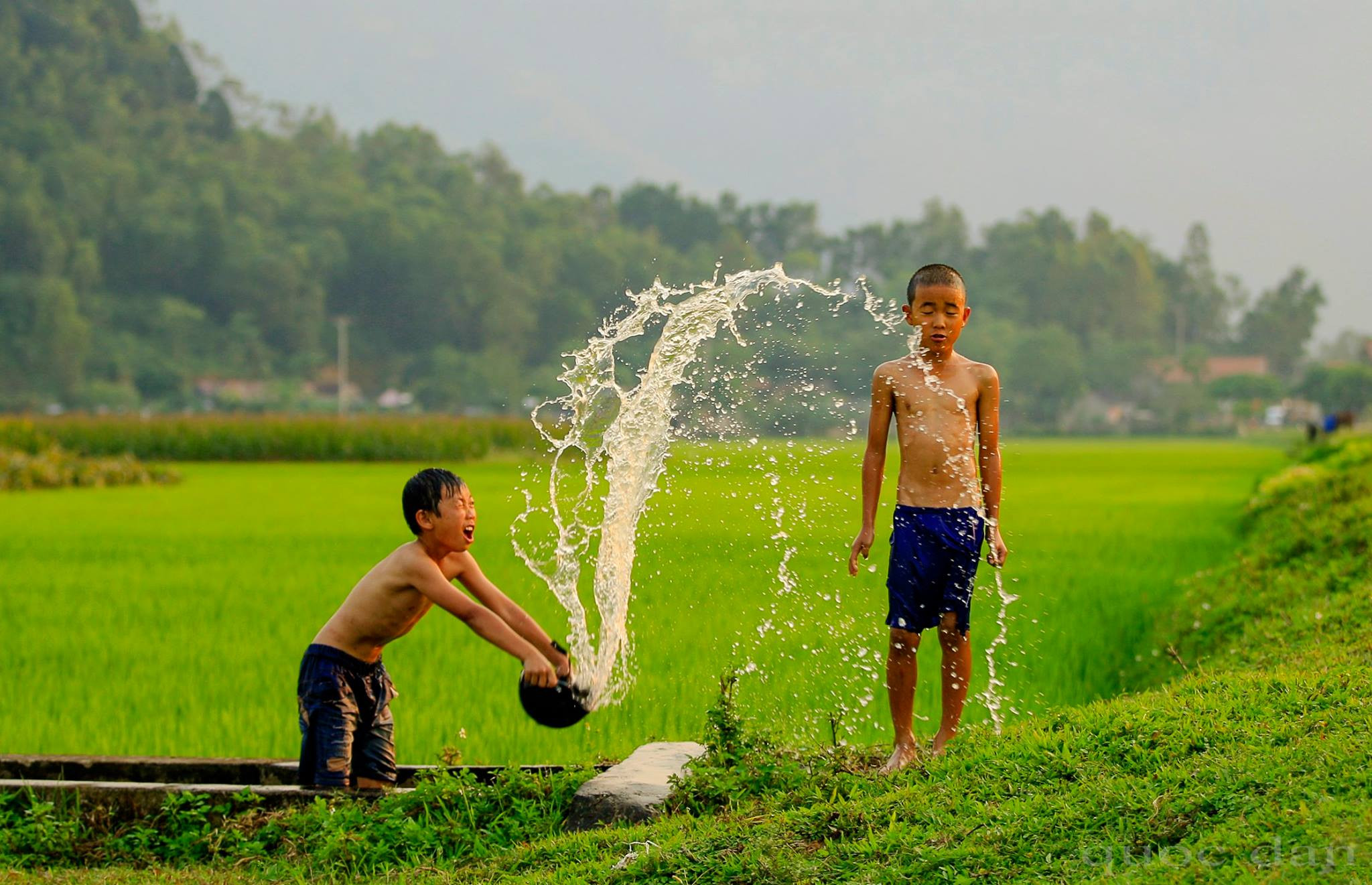 Tranh thủ lúc trâu ăn cỏ để vui đùa với nhau bên ruộng lúa xanh mướt. Ảnh: Quốc