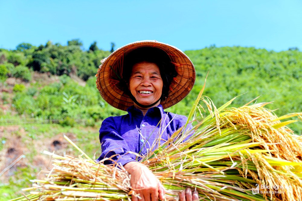 Giữa cái nắng nóng của những ngày đầu hè, sự nhọc nhằn cũng dường như tan biến khi mùa vàng bội thu ở  huyện vùng cao Tương Dương, Con Cuông (Nghệ An). Ảnh tư liệu