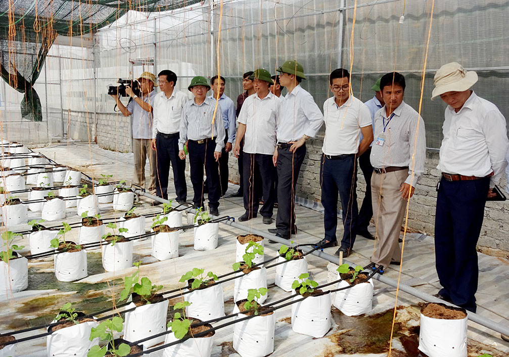Phó Chủ tịch UBND tỉnh Đinh Viết Hồng và các thành viên tham quan mô hình sản xuất rau màu công nghệ cao ở xã NTM Tân Thành. Ảnh: Thái Dương