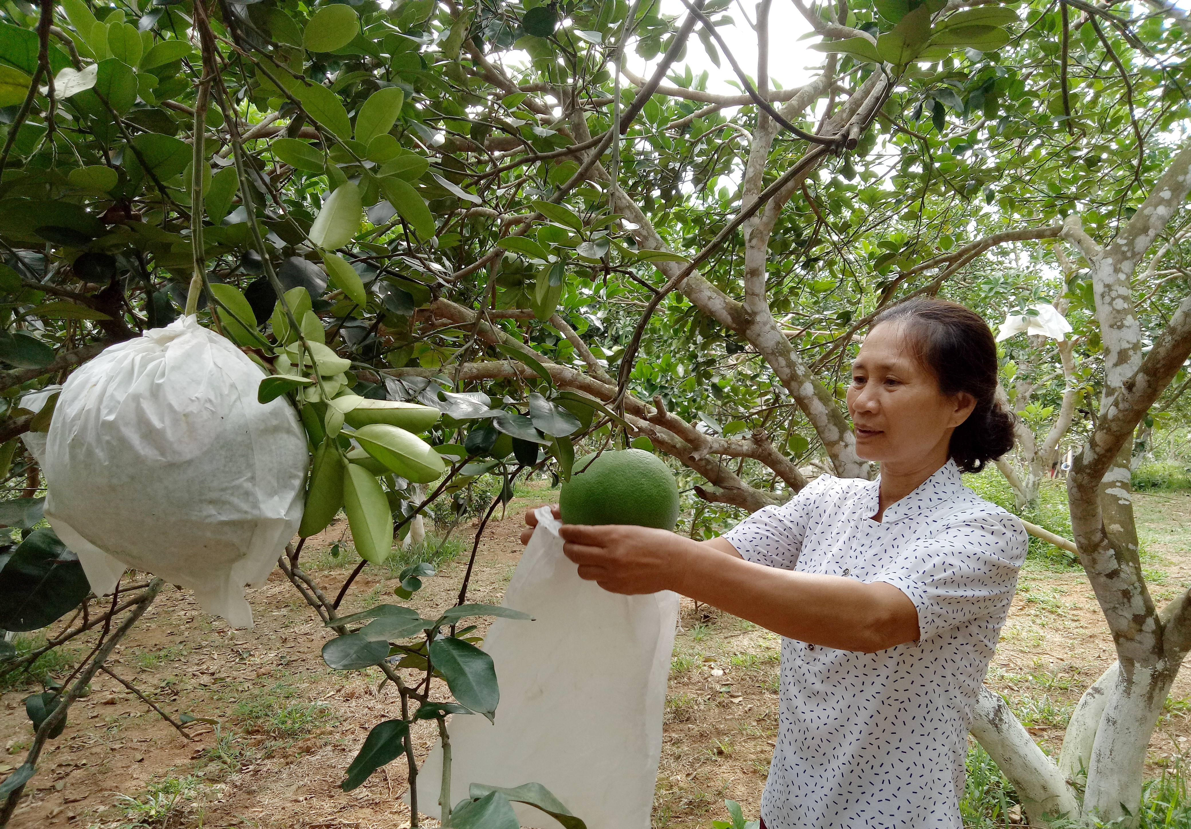 bưởi