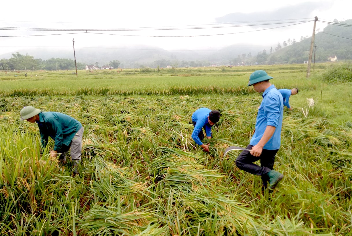 Đoàn viên thanh niên xã Châu Hồng, huyện Quỳ Hợp giúp dân gặt lúa. Ảnh: Phan Giang