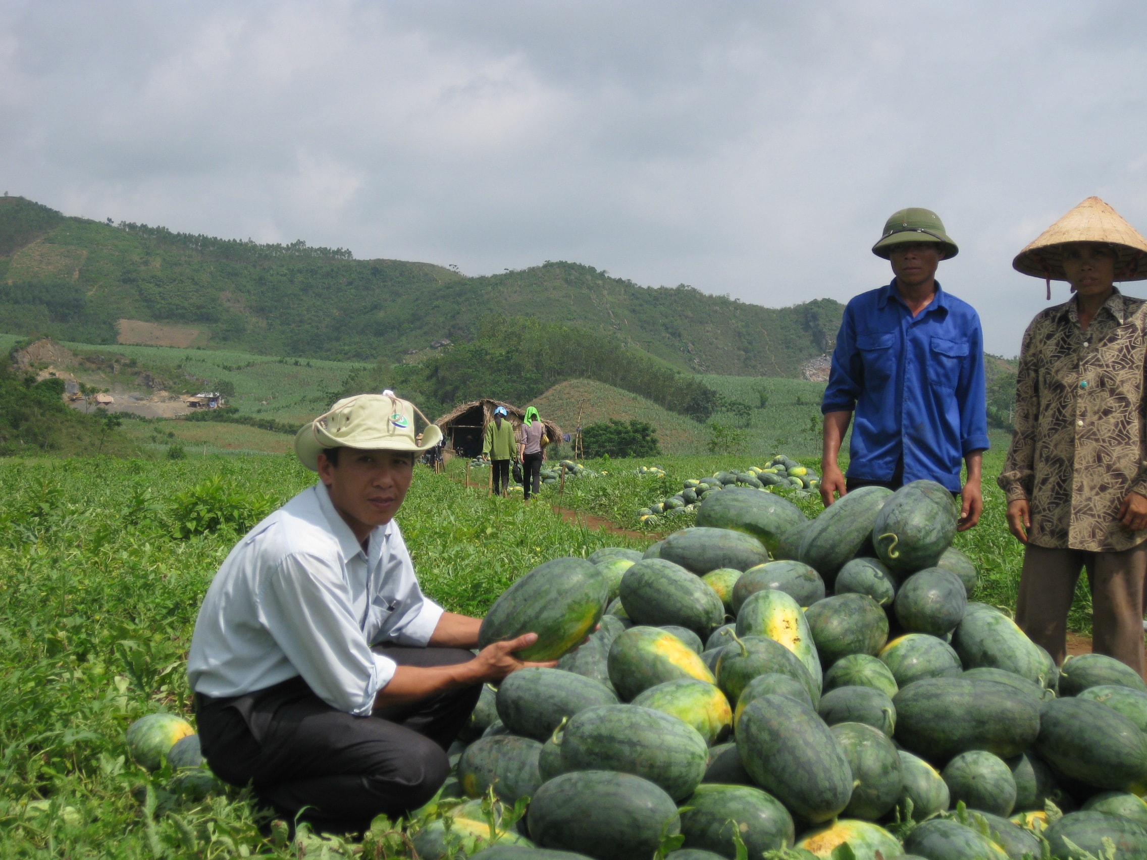 Anh Nguyễn Văn Công có thâm niên 8 năm sang vùng đất Xuân Hòa thuê đất trồng dưa. Năm nay, 3 cậu cháu chung nhau thuê 3ha đất trồng dưa đỏ. Theo tính toán, trừ mọi chi phí, còn lãi khoảng 200 triệu đồng. Ảnh:T.P