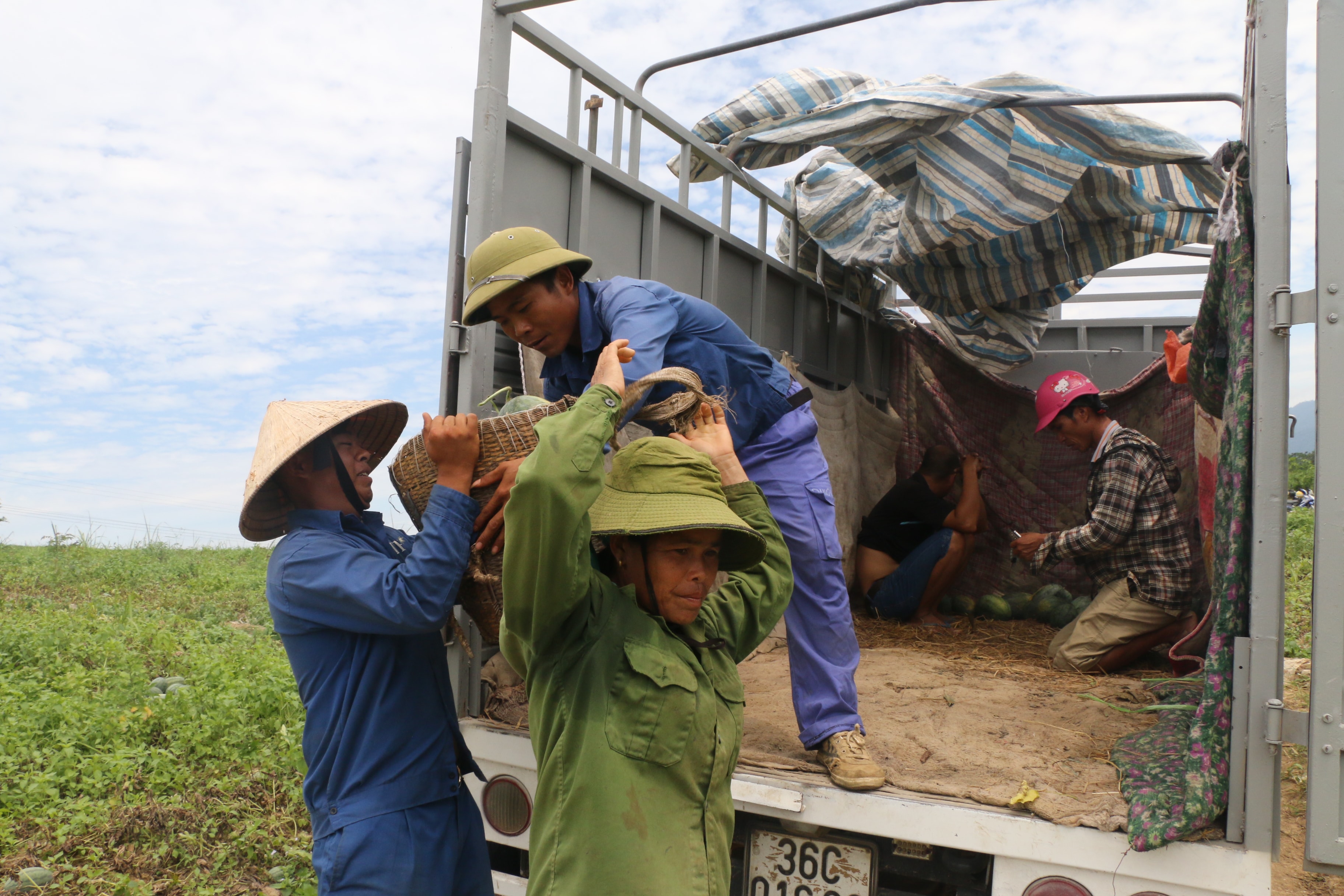 Thương lái khắp nơi đến tận vùng dưa của người dân Nghĩa Sơn ở khu vực Xuân Hòa, Xuân Bình, Bãi Trành (Như Xuân, Thanh Hóa) để thu mua. Ảnh: T.P