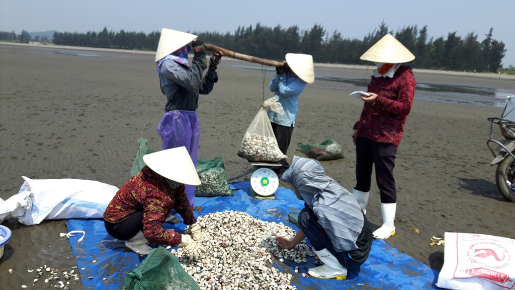 Qua nắm bắt từ các hộ nuôi, vụ thu hoạch ngao năm nay được mùa, được giá; năng suất bình quân đạt 30 tấn/ ha, với giá bán tại chỗ 12.000 đồng/ kg (cao hơn từ 2.000 - 3.000 đồng/ kg so với năm 2017), cho người dân thu về 360 triệu đồng/ ha. Ảnh: Hồng Diện