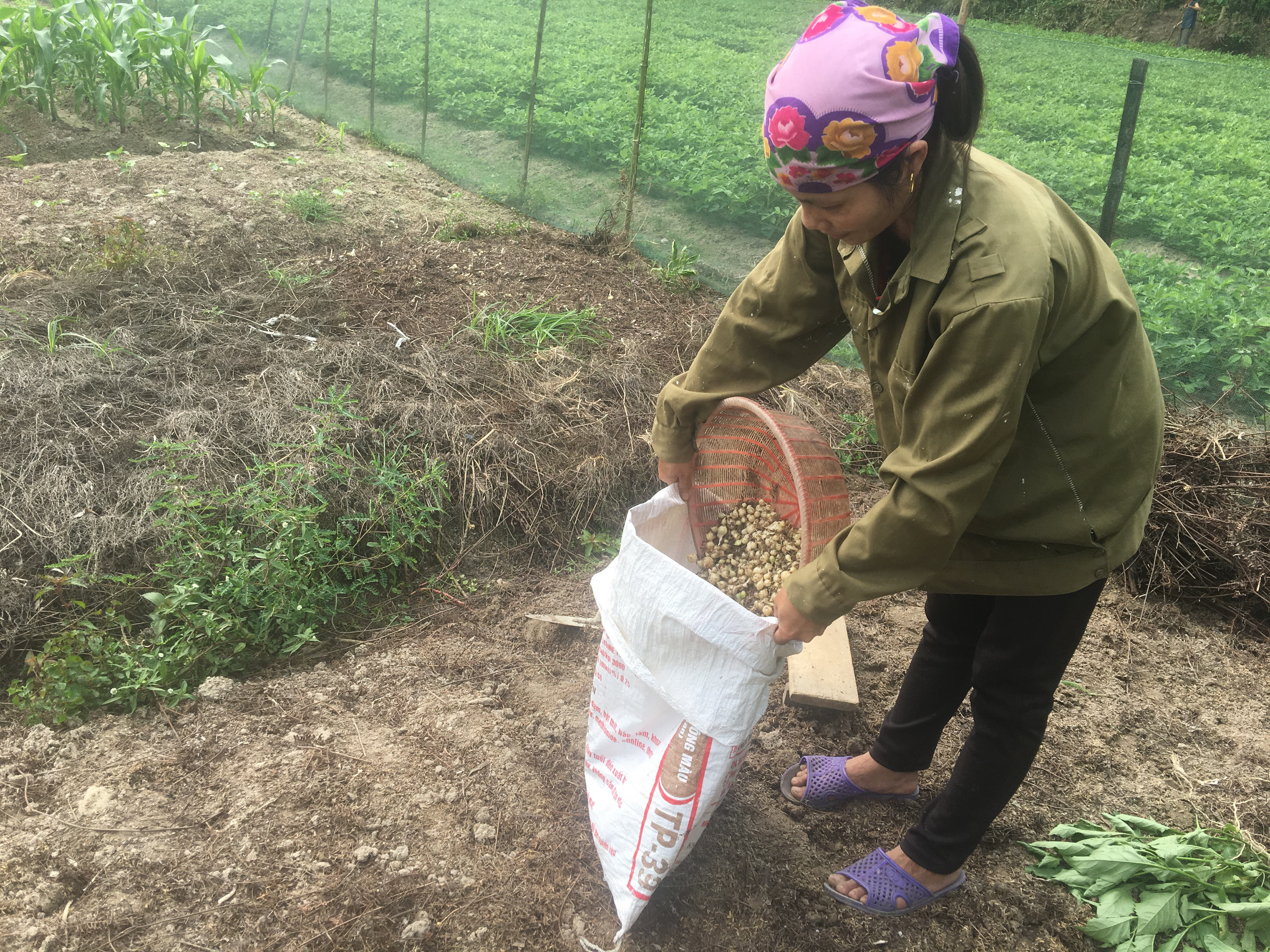 Nông dân xã  Trù Sơn (Đô Lương) thu hoạch hành tăm trên luống trồng sử dụng rơm và bổi. Ảnh: Ngọc Phương
