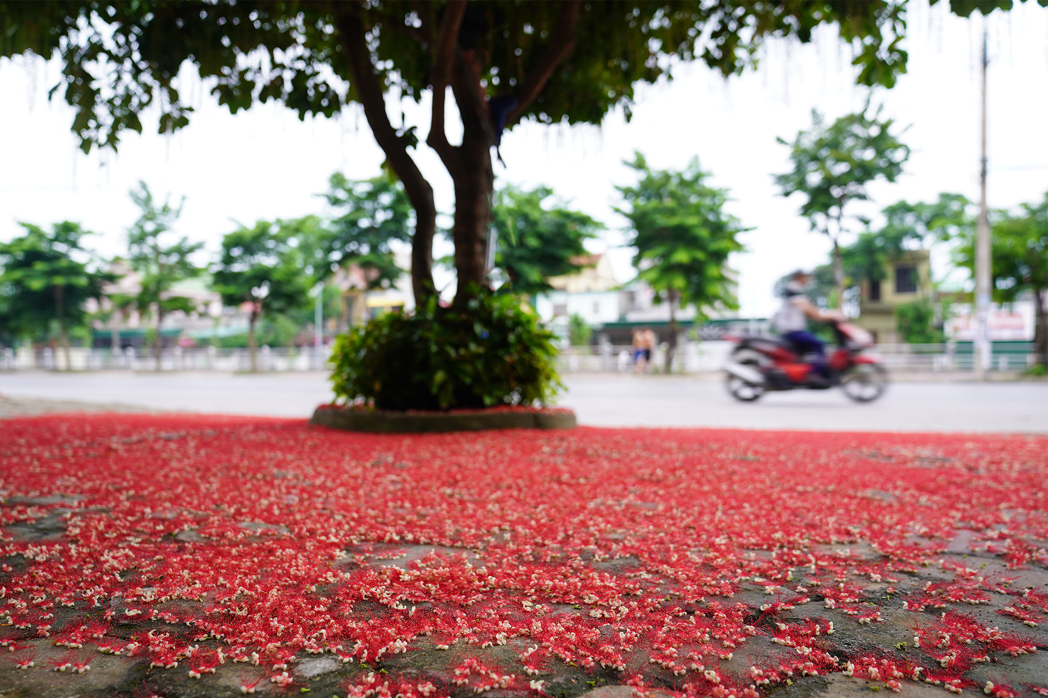 Những sáng mai, thảm hoa đỏ sáng bừng trên góc những con phố Nguyễn Sỹ Sách, Phan Đăng Lưu, Trần Huy Liệu... Ảnh: Hồ Chiến