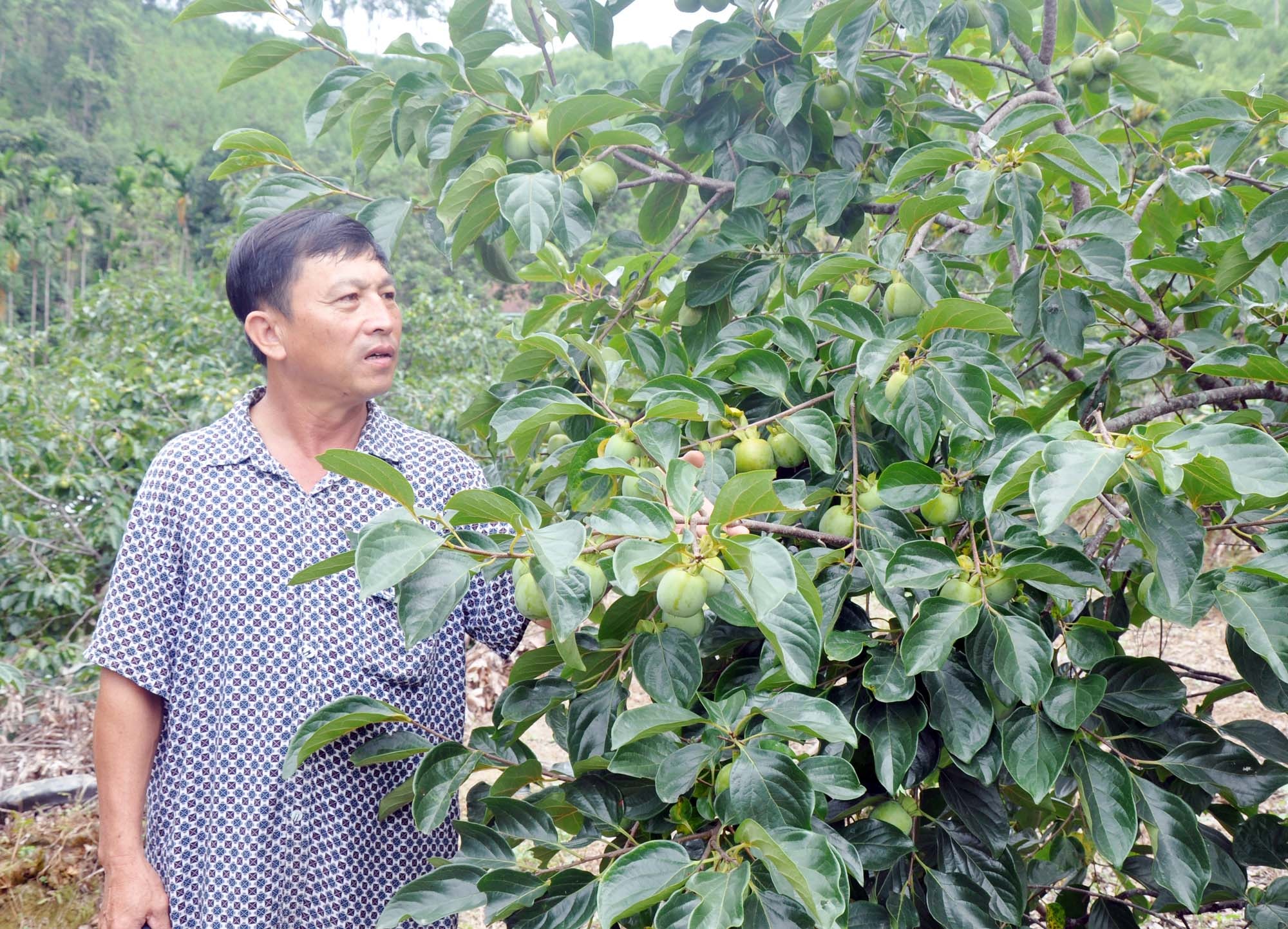 Hiện tại, trang trại ông Sơn có