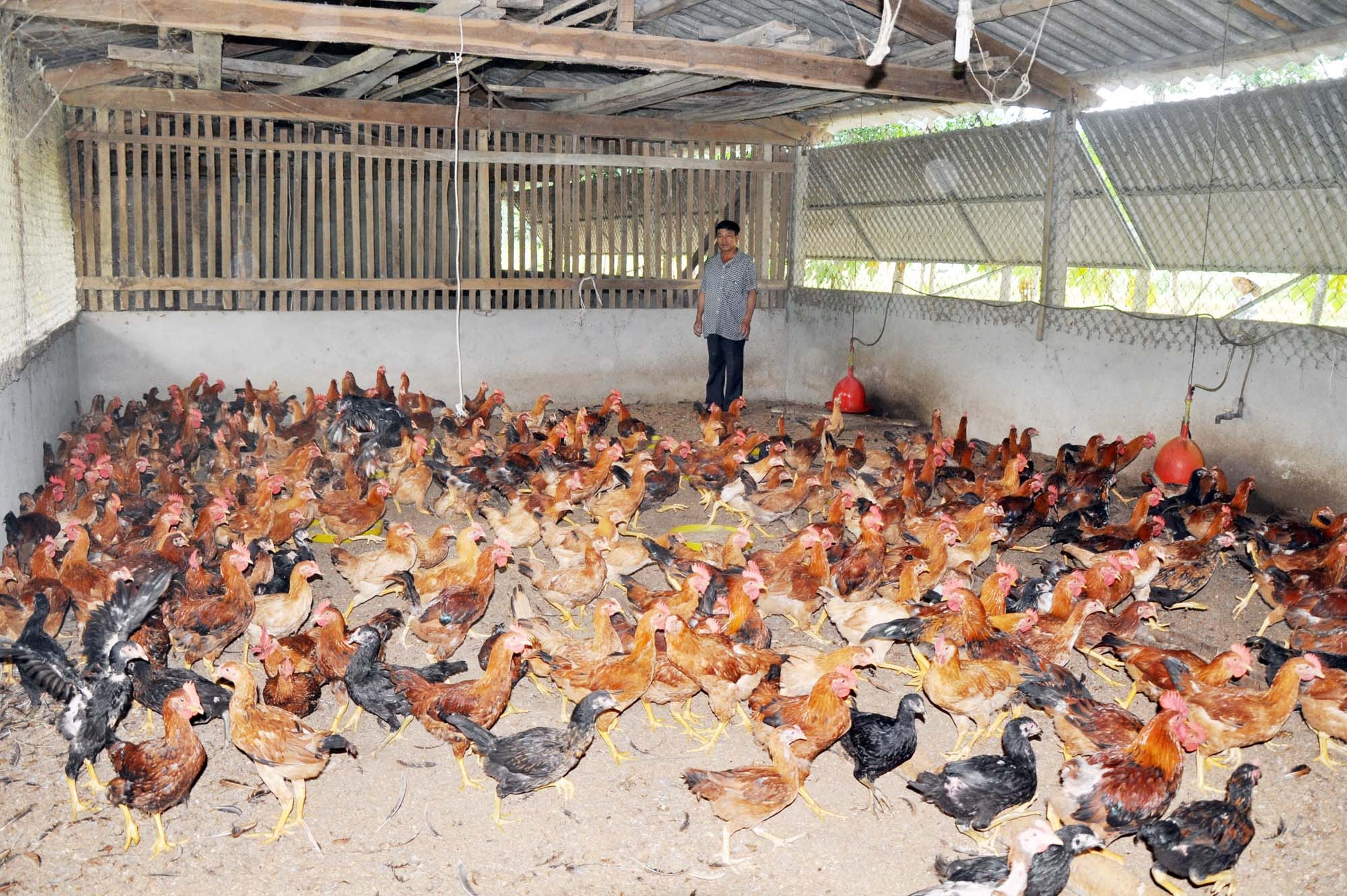 Và mỗi năm trang trại gia đình ông Sơn cung cấp cho thị trường hơn 50.000 con gà giống; gần 10 tấn gà thương phẩm, chưa kể 3.500 m2 đào ao thả cá và nuôi ba ba. Bình quân những năm gần đây