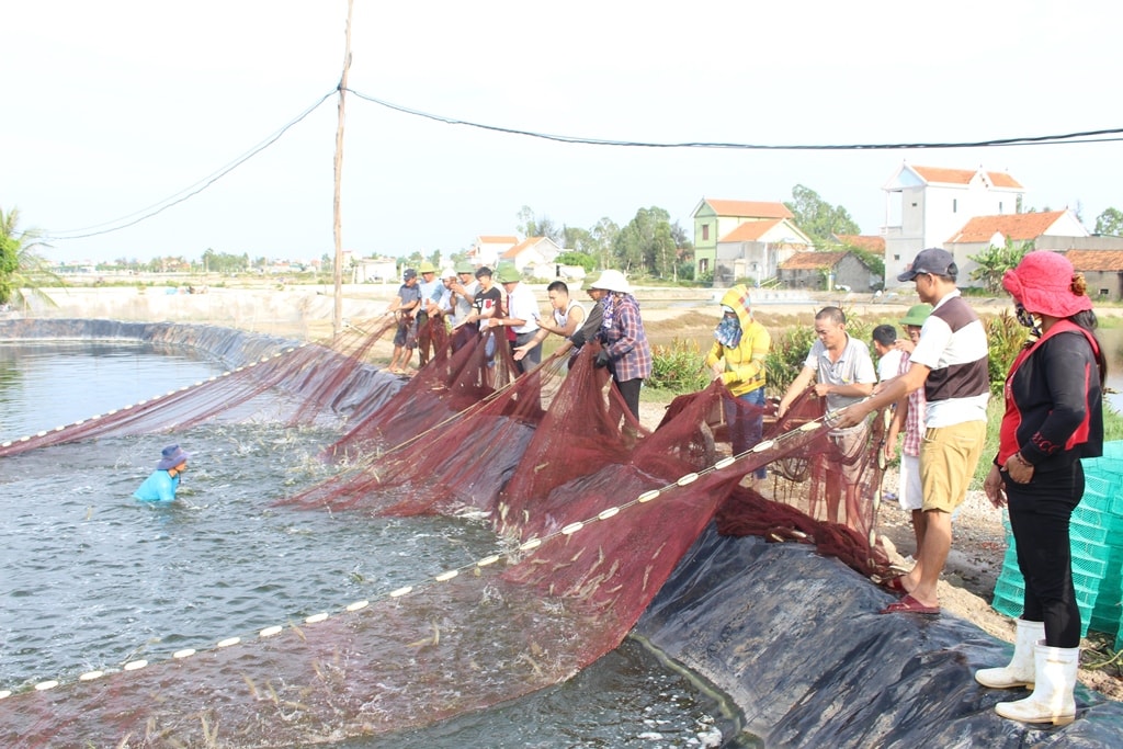 Nông dân xã Quỳnh Thanh (Quỳnh Lưu) mang lưới rùng đến ao thu hoạch tôm thuê cho các hộ nuôi. Ảnh: Việt Hùng.