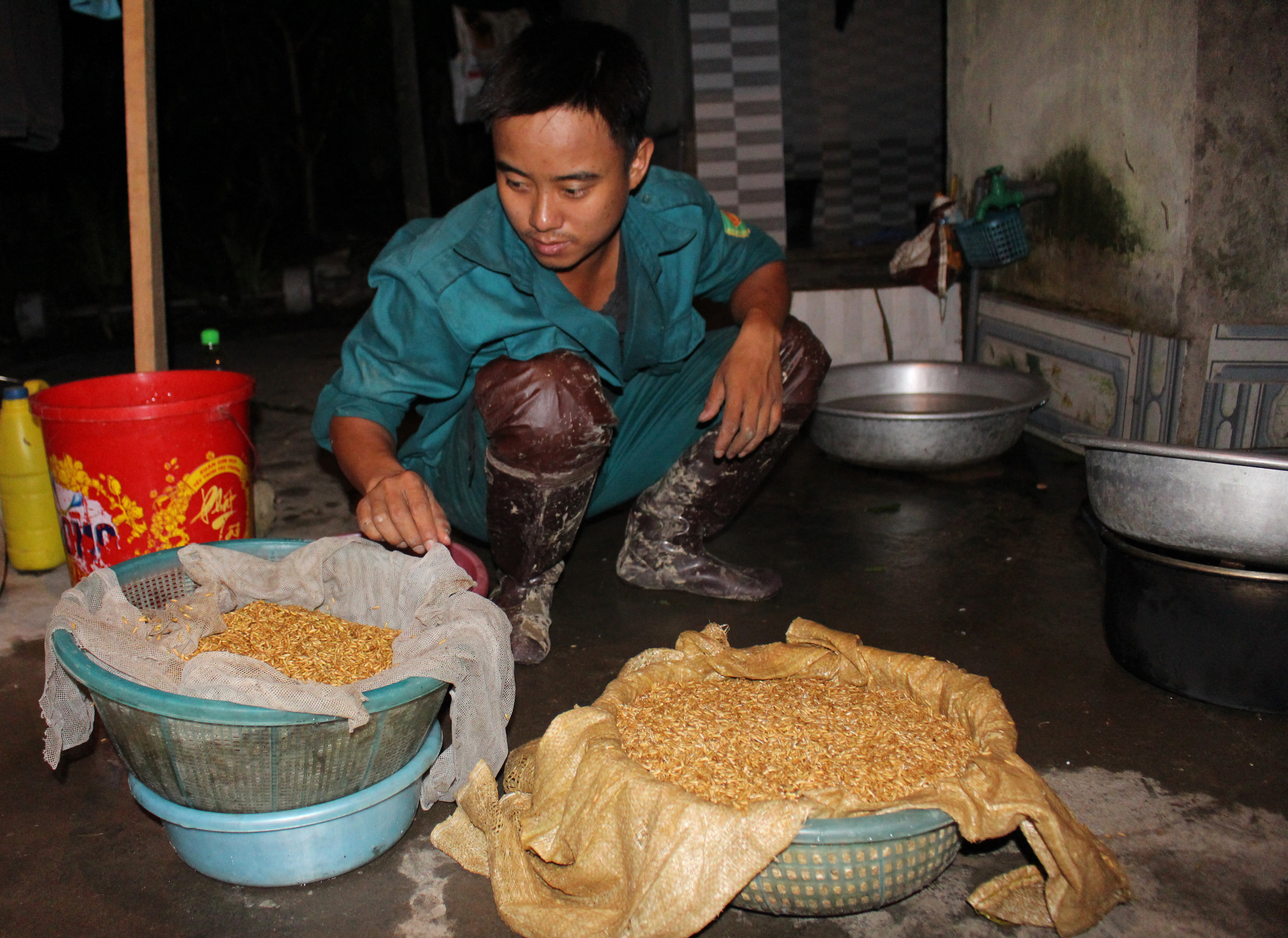 Kiểm tra mạ để gieo khẩn trương tránh bão. Ảnh: Thái Hiền