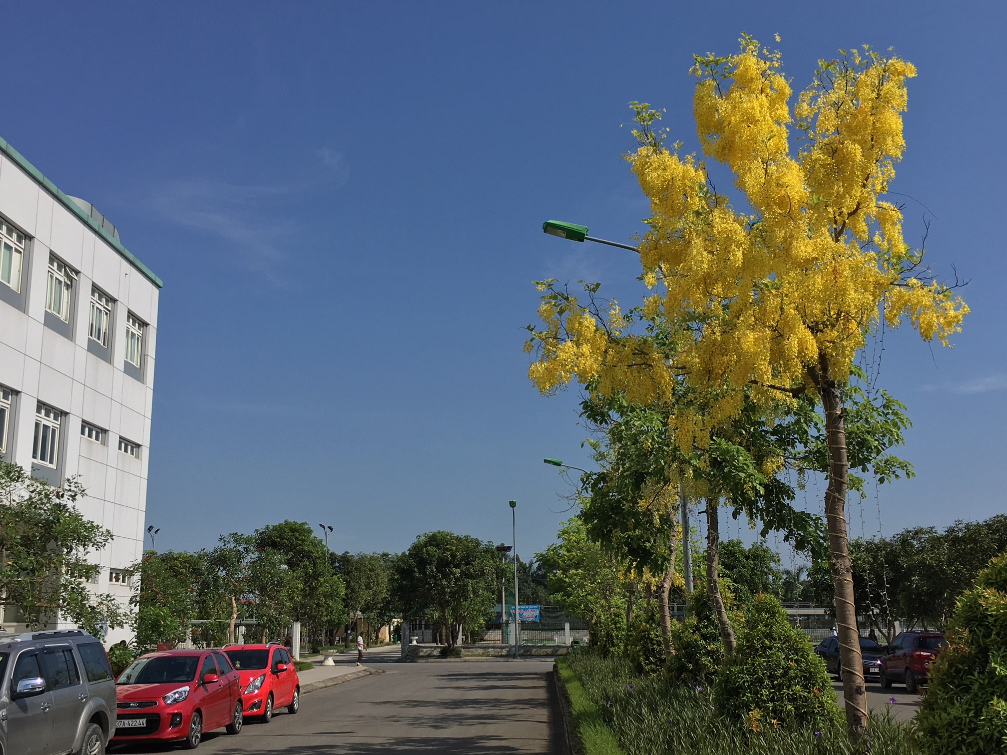 Loài hoa nổi bật với sắc vàng tươi tắn, bắt mắt. Ảnh: Phan Toàn