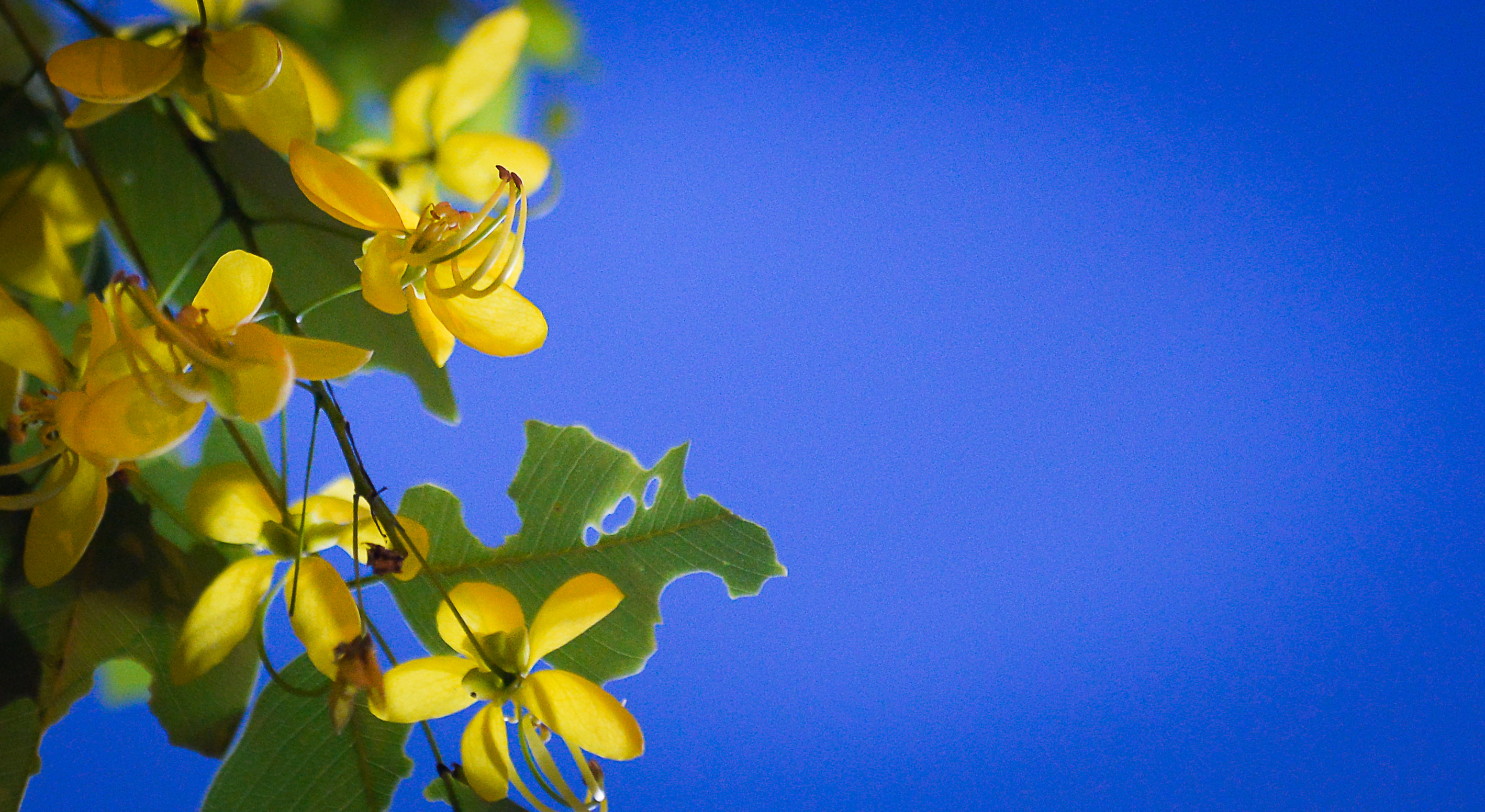 Chính vì vậy, loài hoa vàng này cũng thường gắn với những mảng trời xanh trong đặc trưng của mùa hè. Ảnh: Quốc Khánh