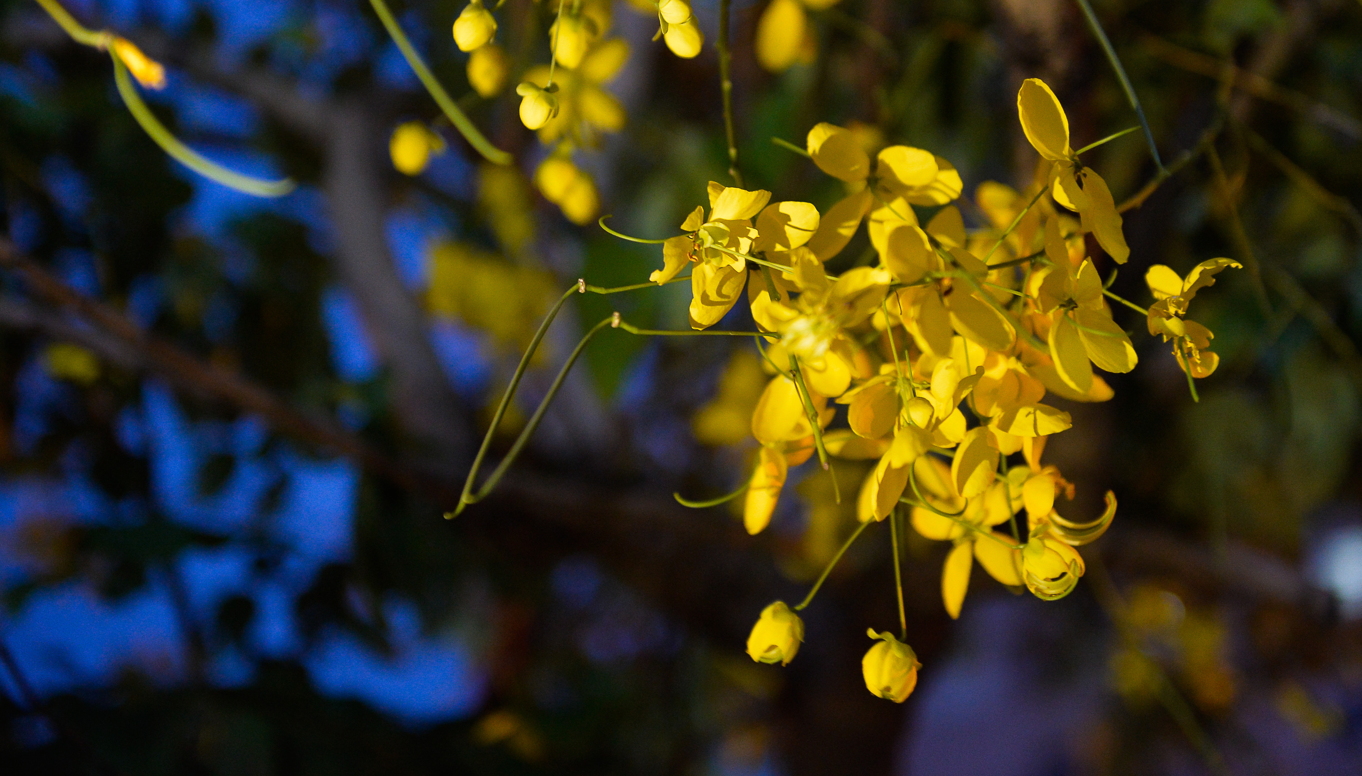 Với người dân TP. Vinh, bông muồng vàng tươi cũng quen thuộc như hoa phượng, hoa bằng lăng hay hoa bồ kết tây mỗi độ hè về. Ảnh: Quốc Khánh