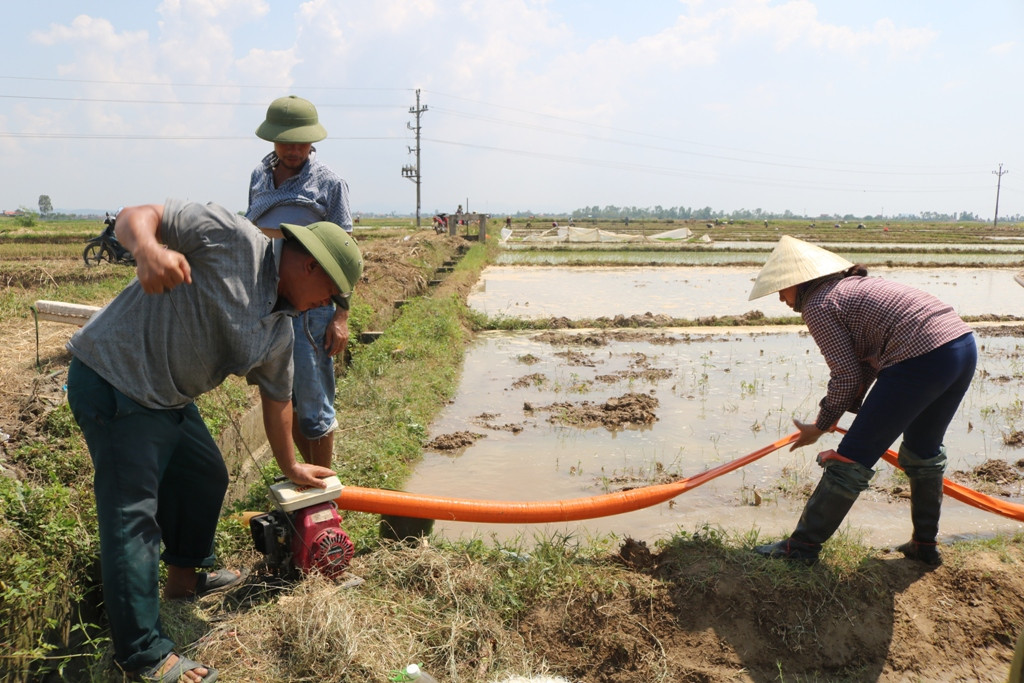 Nông dân xã An Hòa, huyện Quỳnh Lưu đang tích cực bơm nước vào chân ruộng để kịp thời gieo cấy vụ hè thu. Ảnh: Hồng Diện