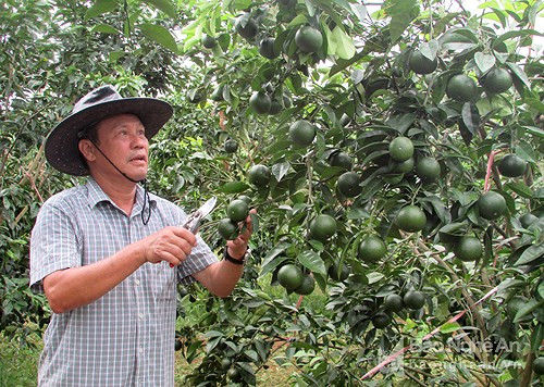  Ông Trương Đình Thống, dân tộc thổ ở xã Nghĩa Long (Nghĩa Đàn) là một trong 63 nông dân xuất sắc nhất Việt Nam, là một trong những đại biểu có báo cáo tham luận tại Lễ kỷ niệm. Ảnh: tư liệu 