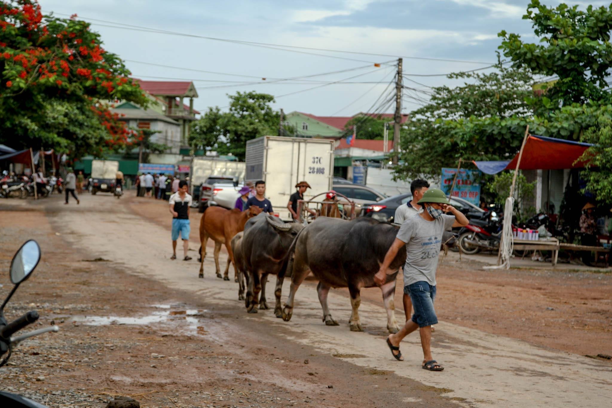 Ngay từ sáng sớm, từ khắp các ngả đường, đã nhộn nhịp xe cộ, người giong trâu bò đổ về chợ Ú. Ảnh: Nguyễn Đạo