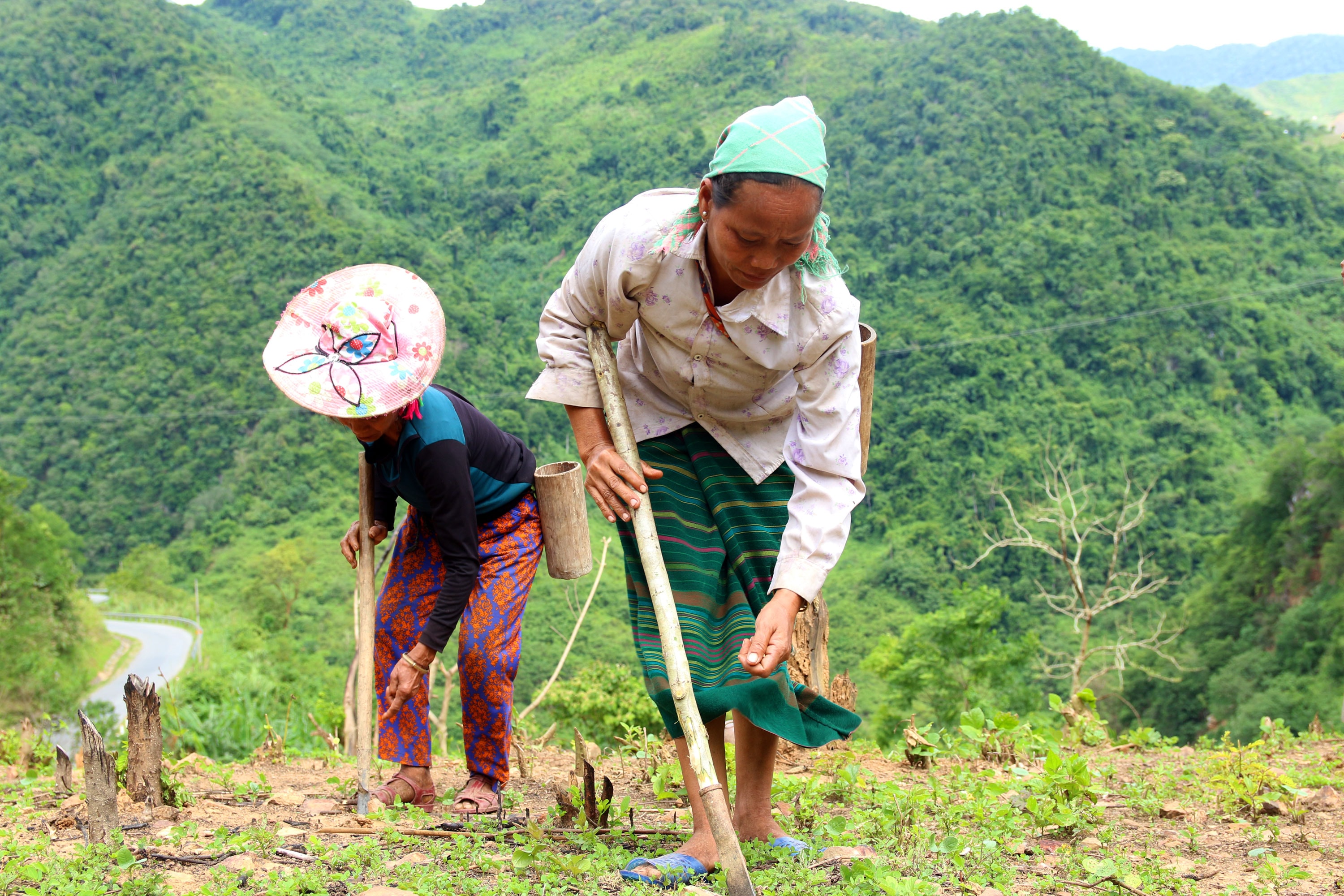 Hầu hết những người trưởng thành là người dân tộc thiểu số ở huyện Kỳ Sơn đều biết cách trỉa lúa rẫy. Khoảng cách giữa các khóm lúa thường được tính bằng chiều dài từ gót  đến đầu ngón chân gọi là một bàn chân. Khoảng cách giữa các khóm lúa thường tùy thuộc vào đất ở đót tốt hay không. Ảnh : Hữu Vi