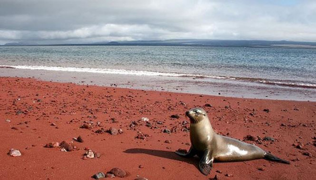 Bãi biển cát đỏ, Galapagos: Màu đỏ của cát trên bãi biển này là do các vật chất dung nham giàu sắt ôxy hóa.