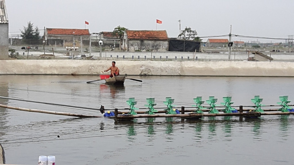 Trong quá trình nuôi tôm, lượng thức ăn từng ngày được người nuôi cân đo rất chính xác để tránh tình trạng dư thừa, gây bùng phát khí độc ảnh hưởng lớn đến sự phát triển của tôm. Ảnh: Hồng Diện