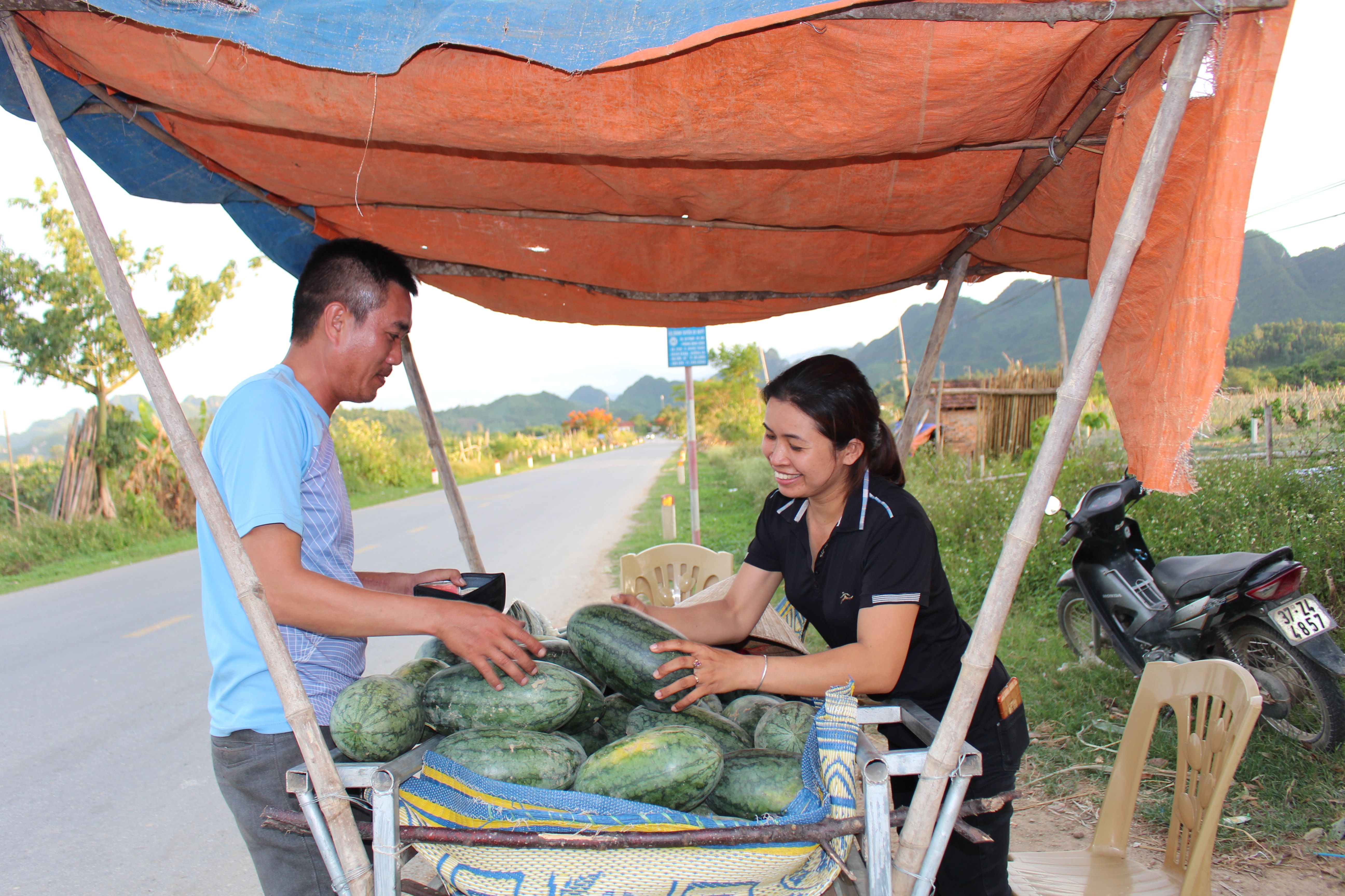 Năng suất dưa vụ này khá cao, đạt từ 20- 25 tấn/ha, cho bà con thu nhập gần 100 triệu/ha. Ảnh: Thái Hiền