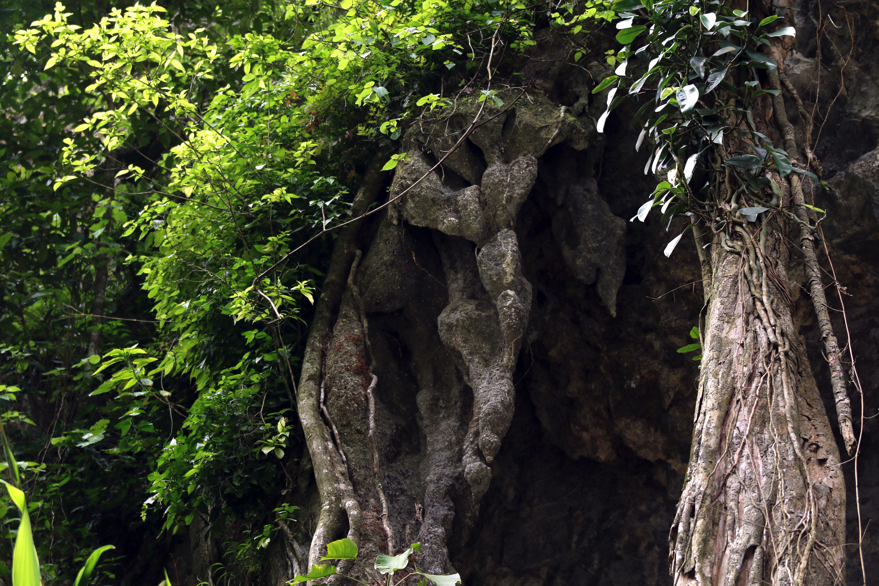Nhiều loại cây cổ thụ, cây dây leo bám chằng chịt trên đá tạo nên sự hoang sơ giữa núi rừng. Ảnh: Đào Thọ