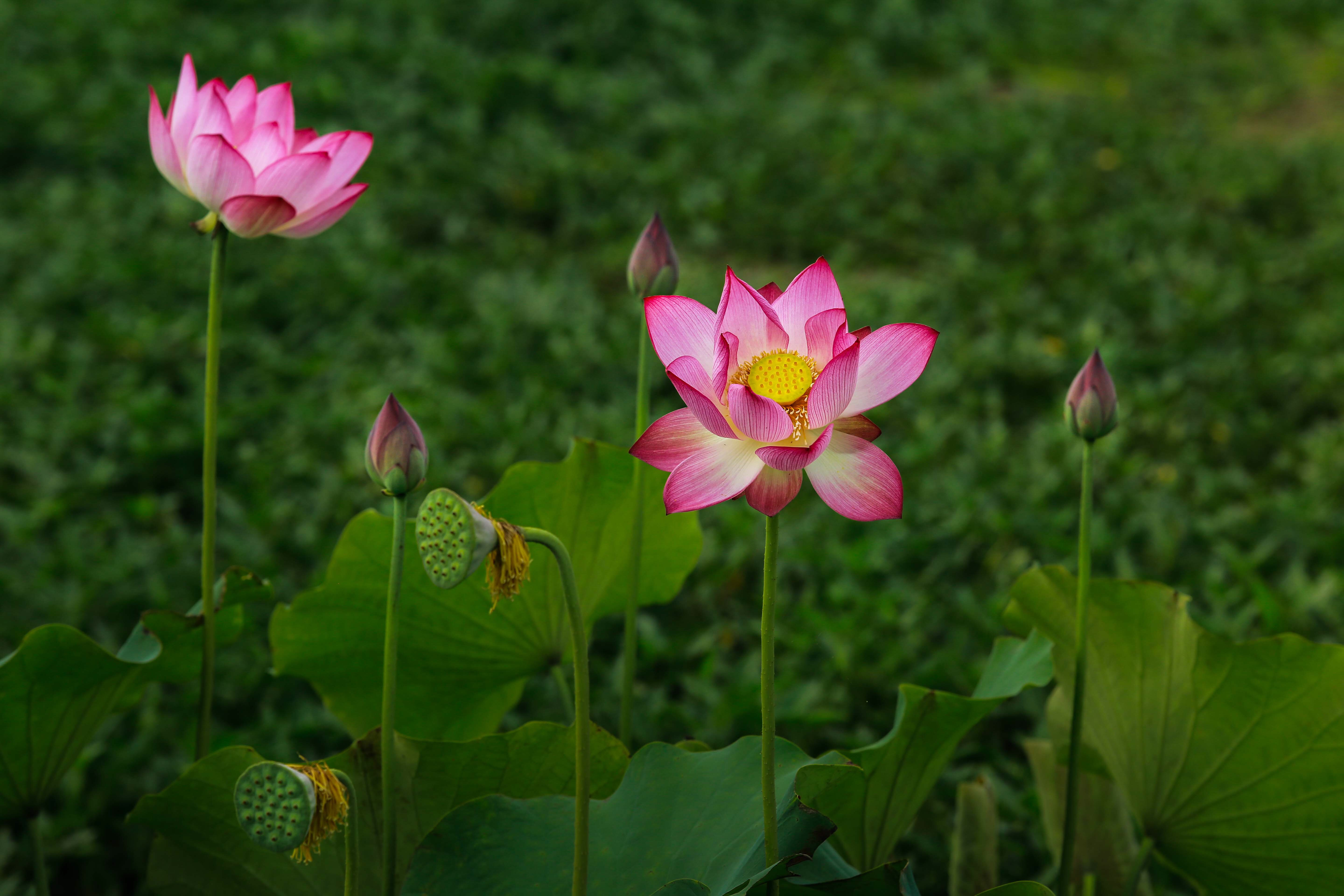 Nụ và hoa chen nhau làm rực hồng cả không gian ban mai. Ảnh Hải Vương