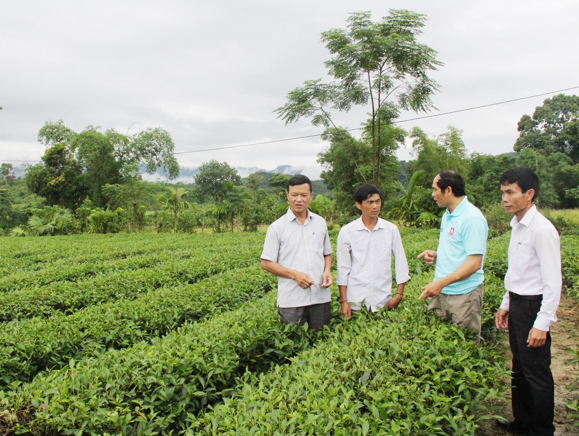 Lãnh đạo xã Phúc Sơn, huyện Anh Sơn hướng dẫn người dân kỹ thuật chăm sóc chè công nghiệp. Ảnh: Mai Hoa