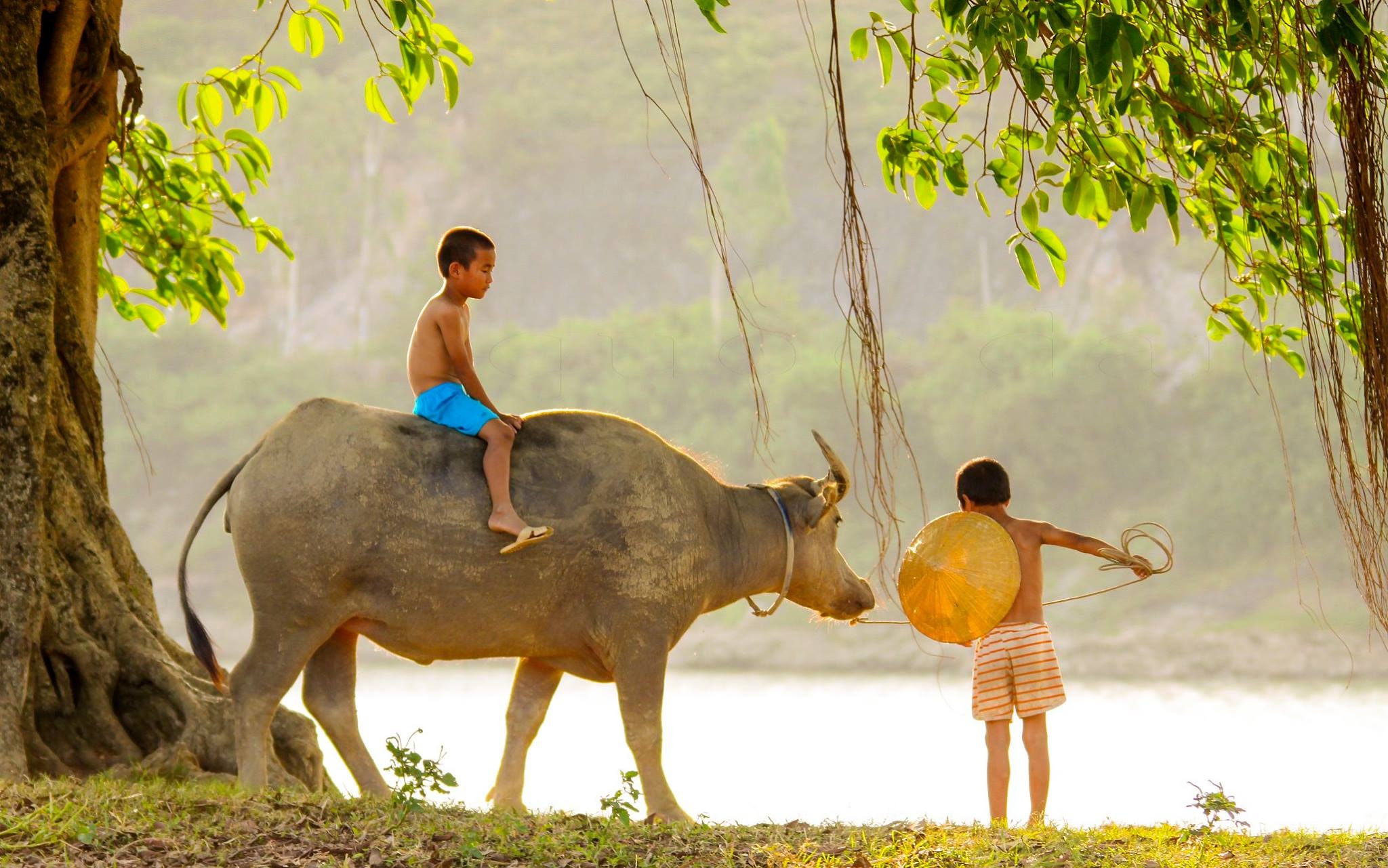 Phút thành thơi trên lưng trâu. Ảnh: Quốc Đàn