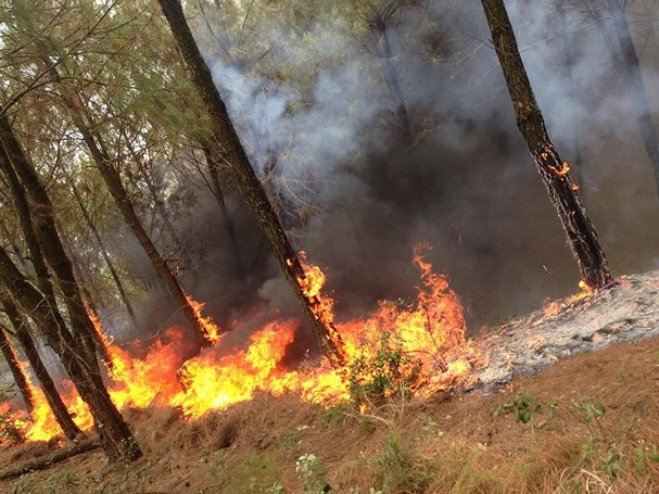 Cháy rừng thông Đồng Hồ thuộc núi Khe Nu, xóm 4, xã Thượng Sơn, huyện Đô Lương. Ảnh: Tư liệu