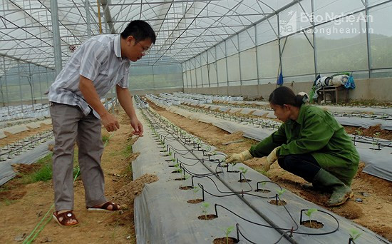 Cán bộ khuyến nông huyện Con Cuông