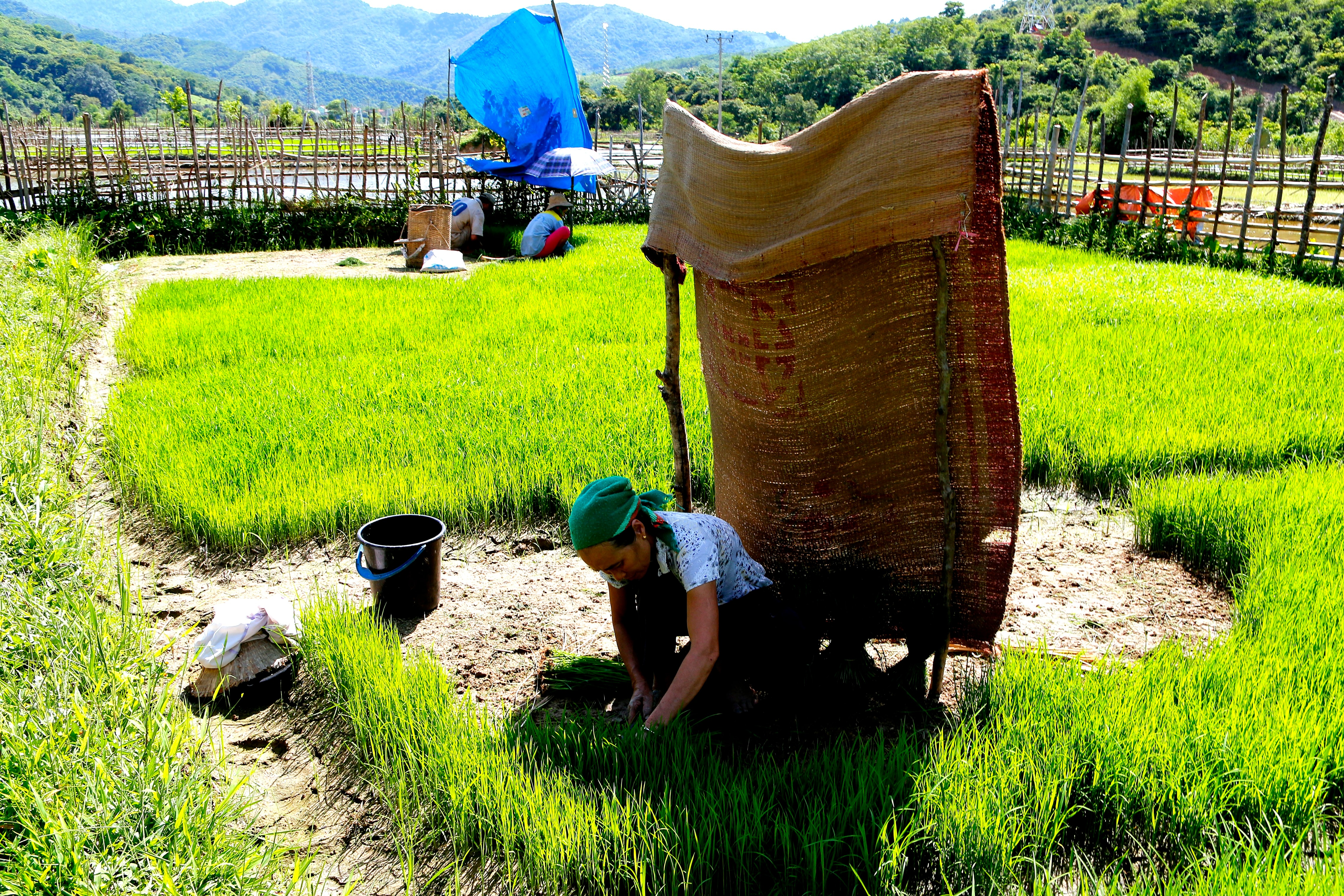 Người dân bản Can, xã Tam Thái (Tương Dương) dùng chiếu, bạt tạo bóng râm để nhổ mạ. Ảnh: Đình Tuân