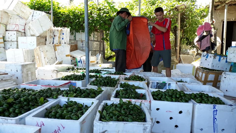 Các đại lý phân loại chanh trước lúc đóng thùng, vận chuyển ra Hà Nội tiêu thụ. Ảnh: Thu Hiền
