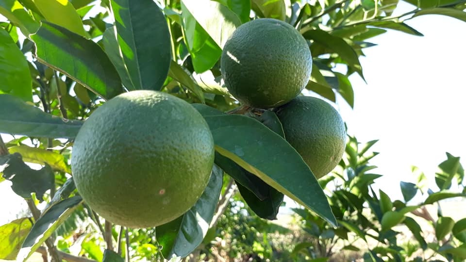 Hiện trên địa bàn huyện có hơn 155 ha chanh; Chanh Nghi Lộc có mùi thơm đặc trưng nên được khách hàng các tỉnh phía bắc ưa chuộng. Ảnh: Thu Hiền