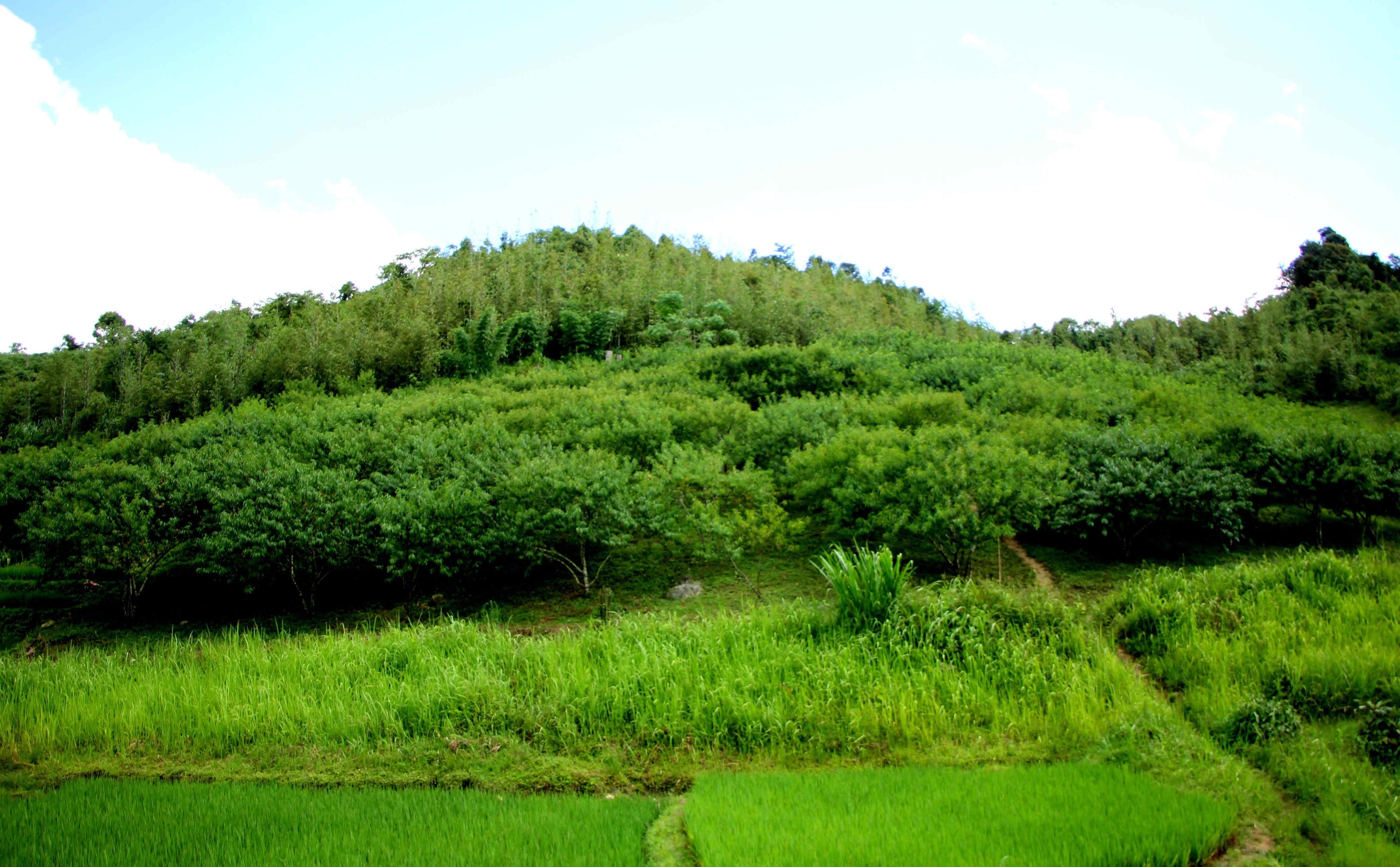 Người Mông từ xưa có tập quán du canh du cư. Họ ở vùng đồi nào đó 3-4 năm canh tác nương rẫy, trồng cây, chăn nuôi … sau đó, đất bạc màu, giảm độ mùn họ lại di chuyển sang vùng đất mới có độ phì nhiêu, màu mỡ hơn. Mỗi lần di chuyển theo chu kì như vậy, họ để lại vùng đất đó hàng trăm, hàng ngàn gốc đào Mẹo. Chính vì tục du canh du cư đó nên hiện giờ ở khắp núi rừng trải dọc biên giới Việt – Lào phủ kín những gốc đào.