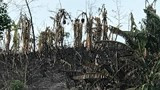 Quỳ Hợp: Cháy lớn thiêu rụi hơn 1ha chuối, 2 ha rừng tạp và 1 nhà dân