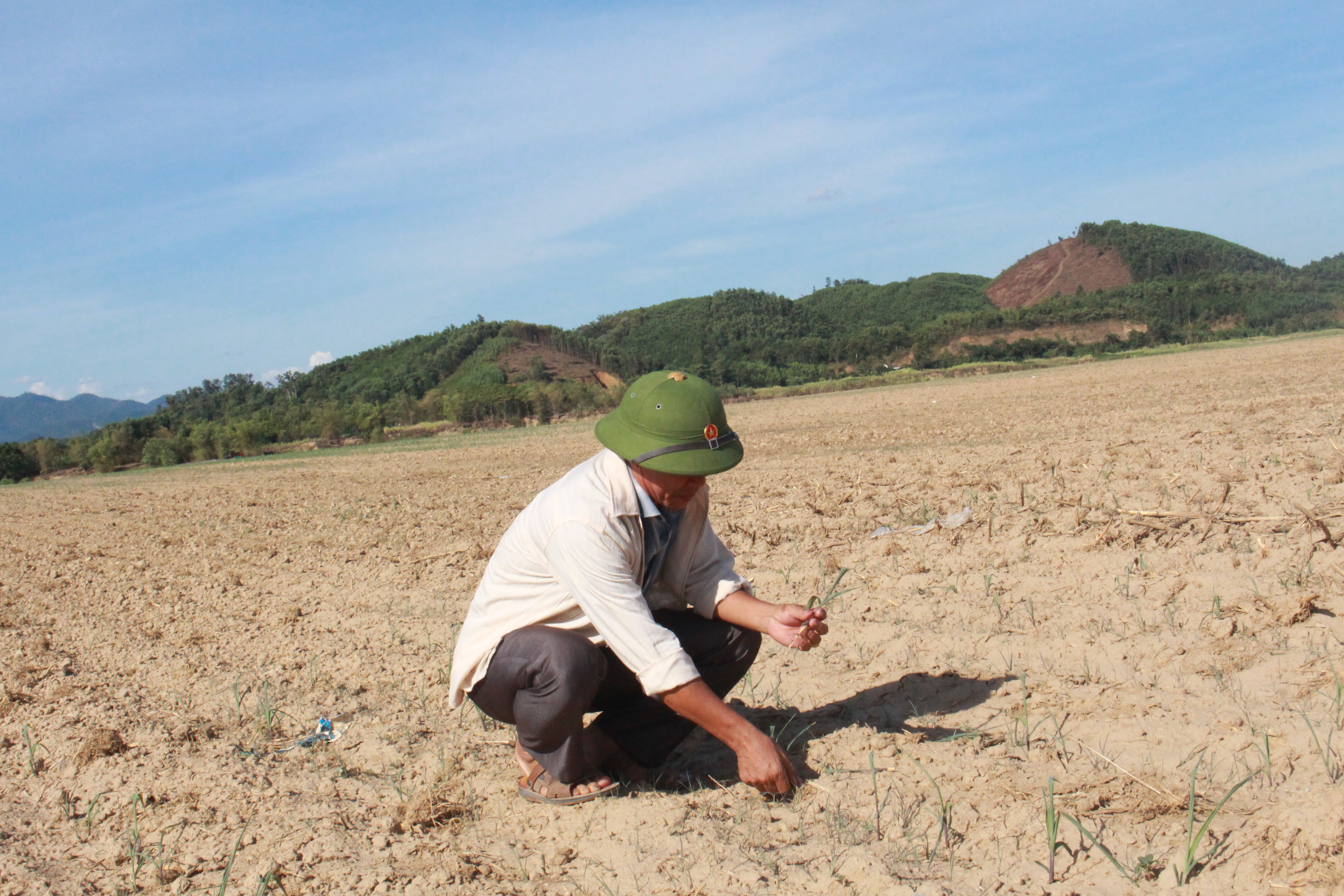 Nhiều diện tích ngô ở Anh Sơn đã gieo trỉa 20 ngày nhưng không lên được. Ảnh: Thái Hiền