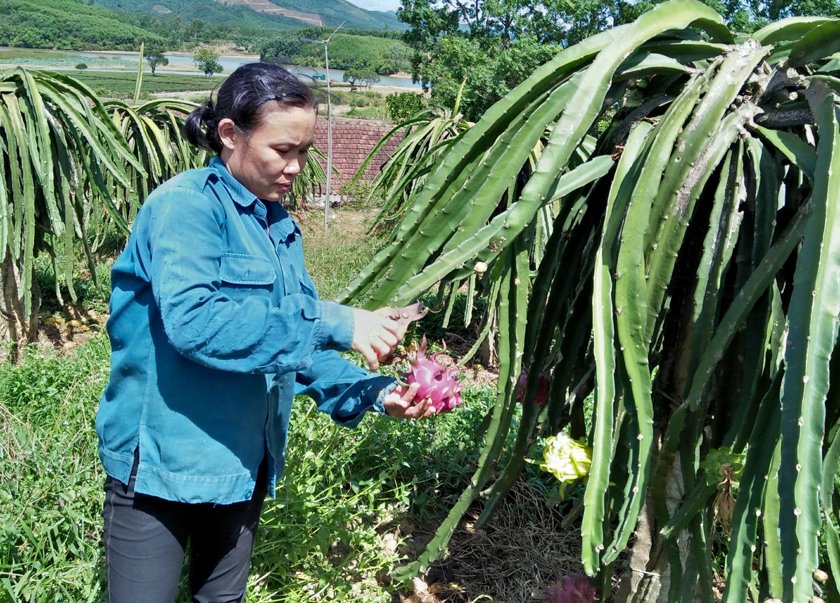 Chị Trần Thị Hà xóm Bắc Sơn xã Thanh Mai đang thu hoạch Thanh Long ruột đỏ. Ảnh: Hữu Thịnh