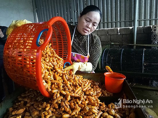 Sản xuất tinh bột nghệ ở HTX sản xuất, chế biến tinh bột Thái Hòa (TX.Thái Hòa). Ảnh: Tư liệu