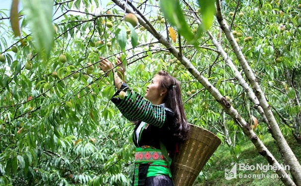 Đào Mông chín rộ ở miền Tây Nghệ An. Ảnh tư liệu