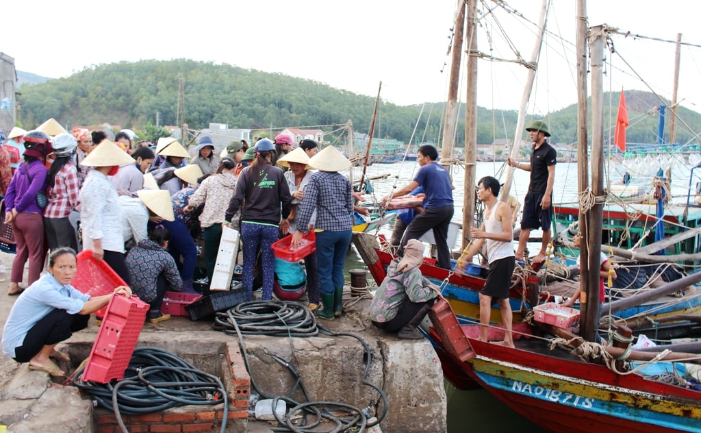 Hàng chục tàu cá của ngư dân xã Tiến Thủy (Quỳnh Lưu) về cập bền với hàng tấn mực nháy có giá trị trong sáng ngày 8/7. Ảnh: Việt Hùng