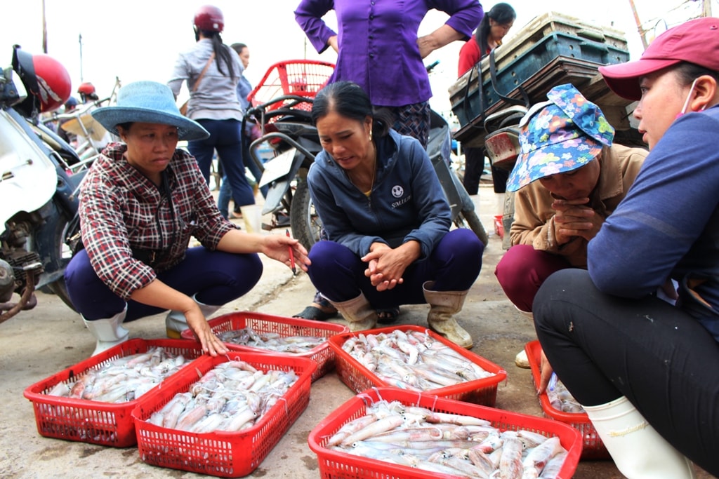 Do khan hiếm nên thương lái tranh mua mực nháy, giá từ 150.000 – 300.000 đồng/kg (tùy loại). Ảnh: Việt Hùng