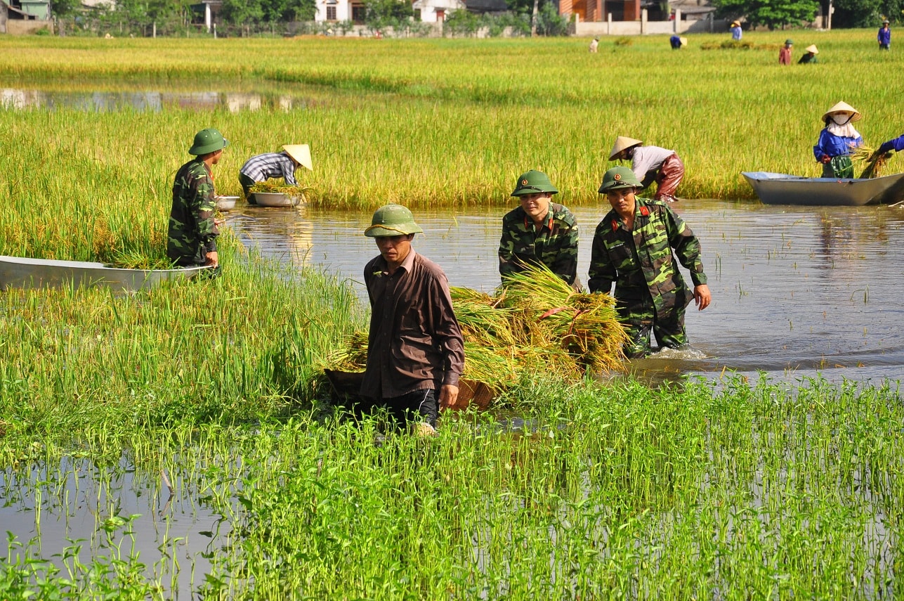 Cán bộ, chiến sĩ Bộ CHQS tỉnh Nghệ An giúp nhân dân Hưng Nguyên gặt lúa trong mùa lũ lụt. Ảnh: Trọng Kiên