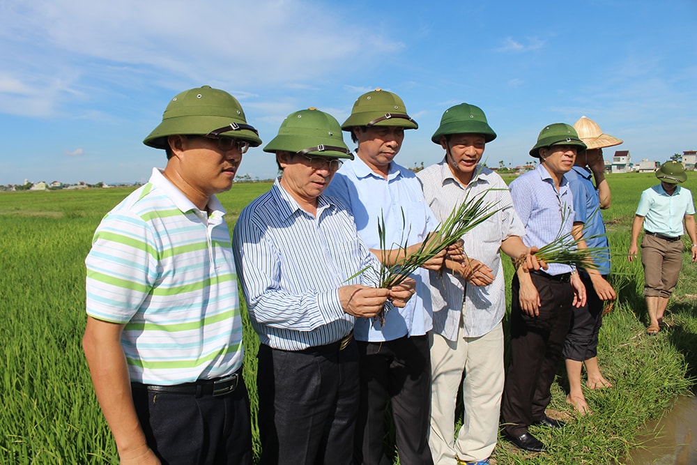 Đồng chí phó chủ tịch UBND tỉnh kiểm tra tình hình bệnh Lùn sọc đen trên lúa tại xã Hồng Thành, huyện Yên Thành. Ảnh: Phú Hương