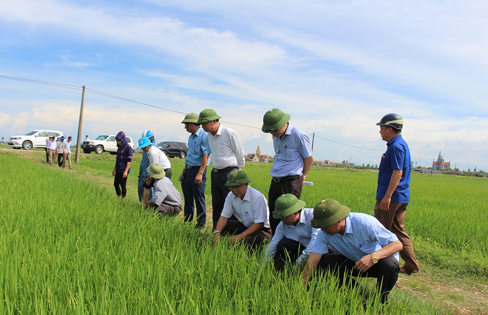 Kiểm tra tình hình sản xuất tại xã Quỳnh Yên, huyện Quỳnh Lưu. Ảnh: Phú Hương