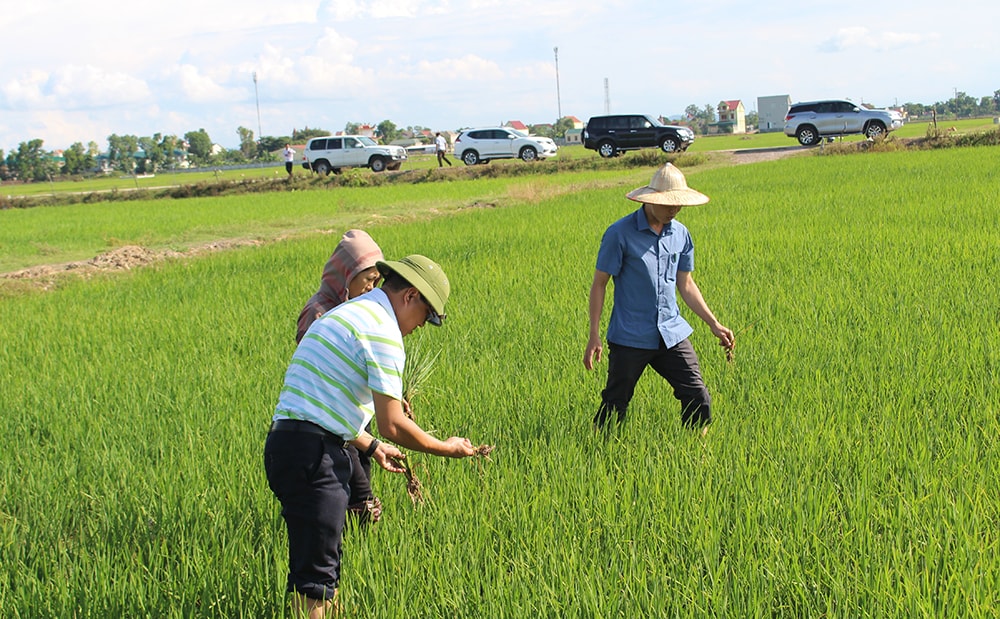 cán bộ ngành Nông nghiệp kiểm tra tình hình phát triển của bệnh Lùn sọc đen trên lúa. Ảnh: Phú Hương