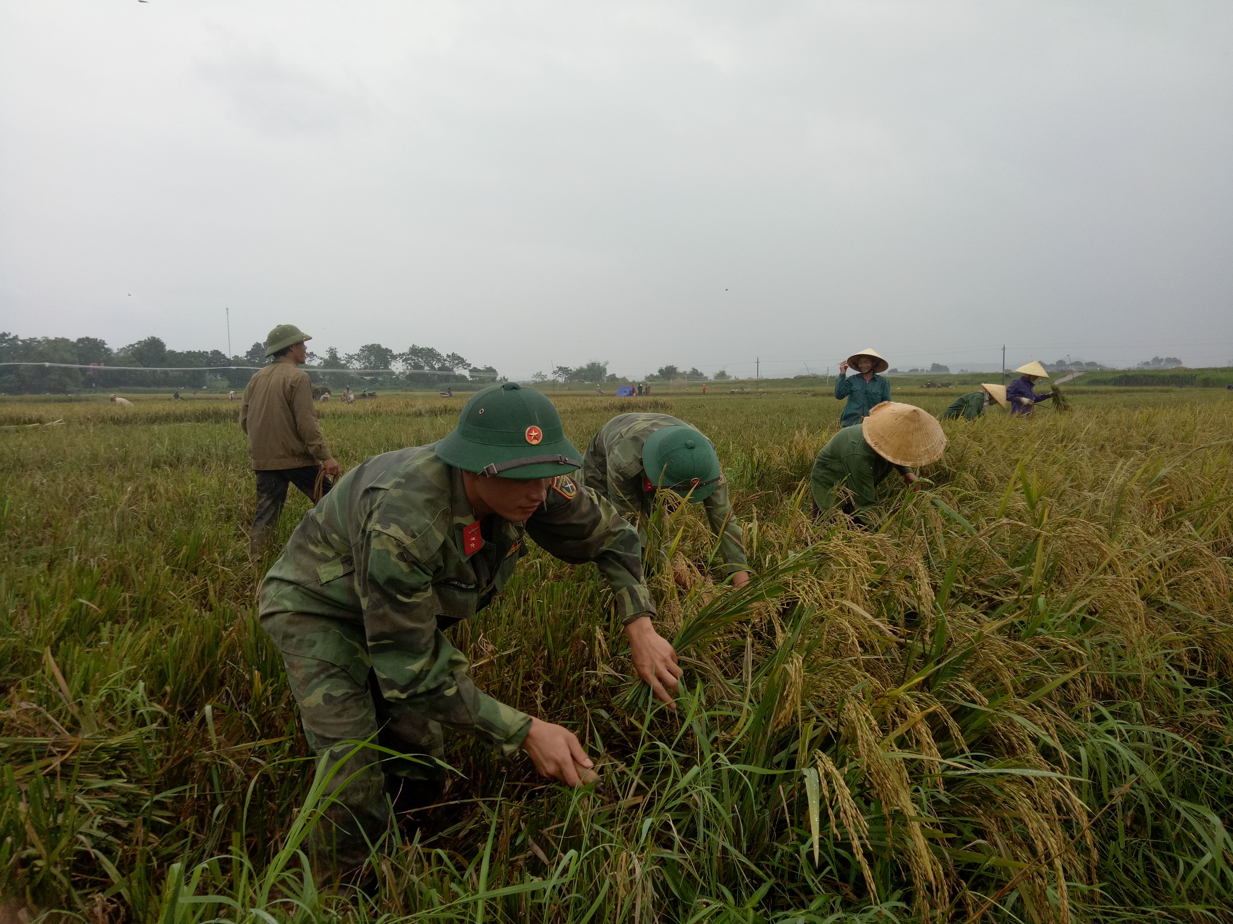 Cán bộ, chiến sĩ Tiểu đoàn 18 thông tin (Sư đoàn 324) giúp bà con nhân dân xã Lạc Sơn, Đô Lương, Nghệ An thu hoạch lúa sau bão. Ảnh: Tường Hiếu