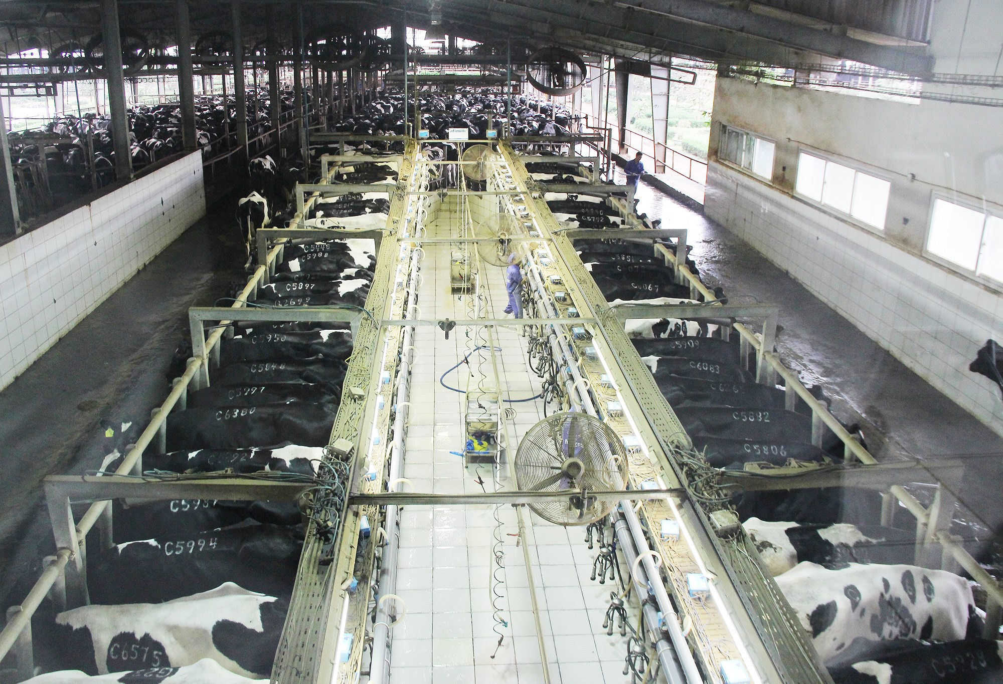 Trang trại bò sữa TH hiện có quy mô hơn 45.000 com