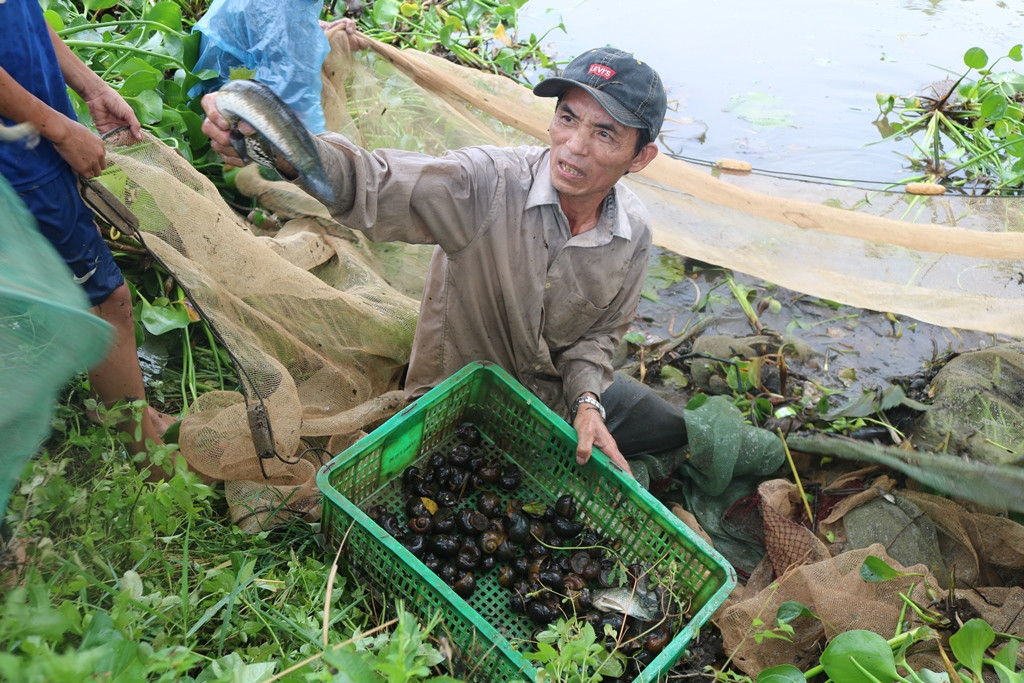 Sau những cơn mưa, nông dân xã Quỳnh Thanh (Quỳnh Lưu) tìm đến các con sông, kênh mương để bắt ốc, cá. Ảnh: Việt Hùng