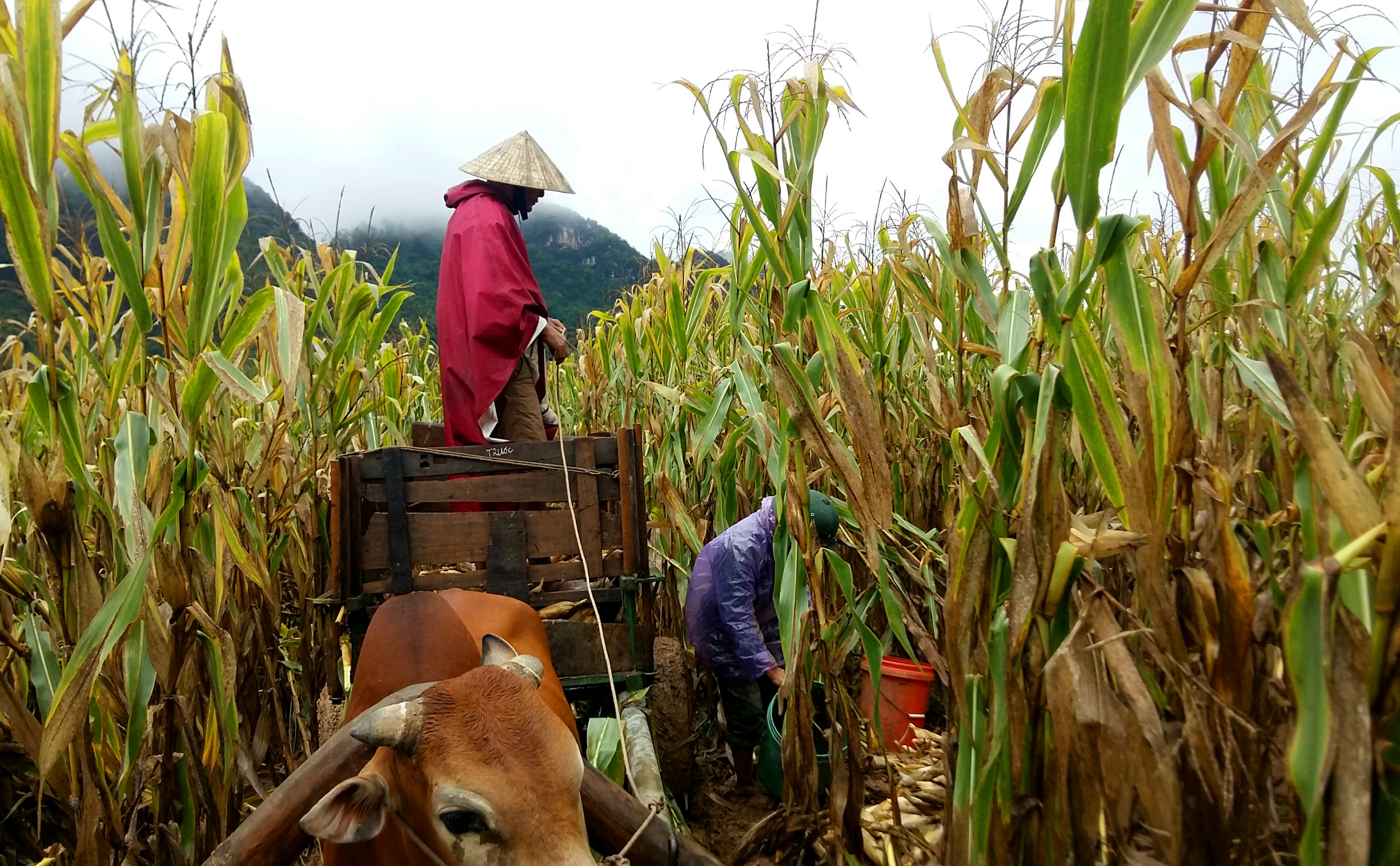 Người dân ở huyện Tân Kỳ đội mưa thu hoạch ngô chạy lũ. Ảnh: Quốc Phòng